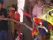 Macaws at the Gift Shops