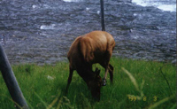 Elk Cow Grazing                                                                            Gibbon River