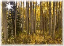 Sun bursts through the aspens