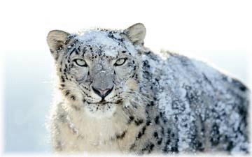 Snow Leopard