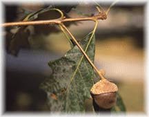 White Oak Acorn