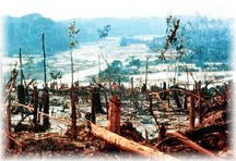 Rain forest destruction in the Amazon basin.