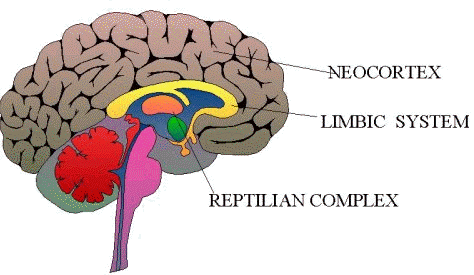 The Reptilian Complex