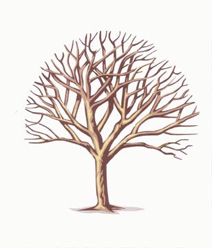 A Tree Symbolizing Geneology-Ancestry.com