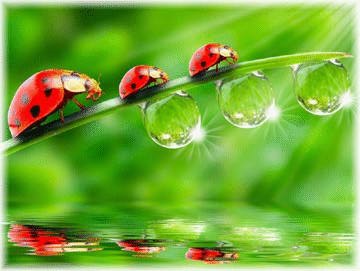 Lady Bugs on a Dew Laden Blade of Grass