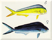 The Pompano Dolphin or Mahi-Mahi