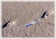 Human footprints in volcanic ash in Mexico, 35,000 years ago
