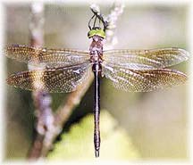 The Endangered Hines Emerald Dragonfly