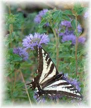 Swallowtail