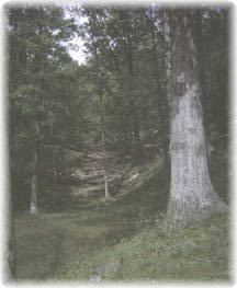 A White Oak in a Forest